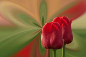 festive red tulips