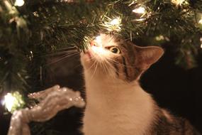 Kitty Cat and Christmas tree