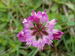 the pink flower is a beautiful big pink flower