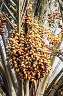 sweet dates on tree