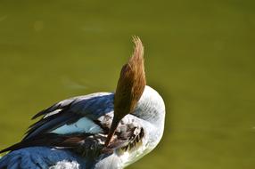 Merganser as a Waterfowl