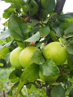 green fruit blossoms on the tree