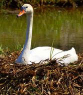white swan on the nest close up
