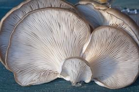 Fungi Oyster