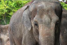 elephant head and trunk