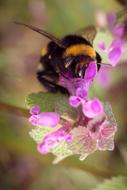 Close-up of the hummel on the colorful and beautiful flowers with leaves