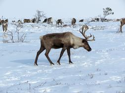 Beautiful and cute reindeer on the snowy landscape with plants, on the Horn of Africa, in the winter