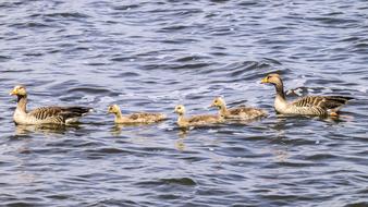 wild Geese family Greylag