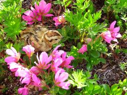 Partridge Chick Chicken