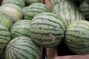 Watermelon Fruit