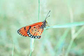 Butterfly Wild Insects orange