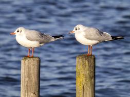 Black Headed Gull Seagull Bird