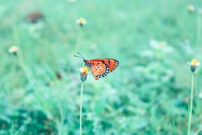 Butterfly Wild Insects green background