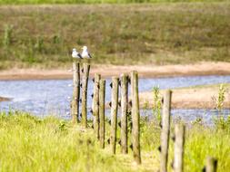 Mew Gull Seagulls