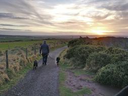 Ireland Dogs person Walking