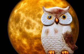 owl on the background of the yellow moon as an illustration