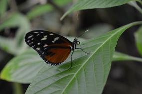 Butterfly Insect Animal