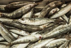 small raw fish