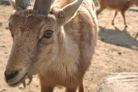 Animal Photo