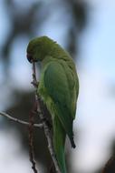 green parrot on a branch on a blurred background