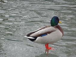 Ducks Casting river