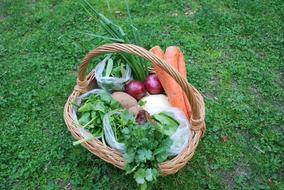 basket of delicious vegetables