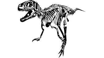 tyrannosaurus t rex fossil