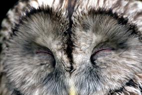 Macro portrait of the cute, colorful and beautiful owl bird