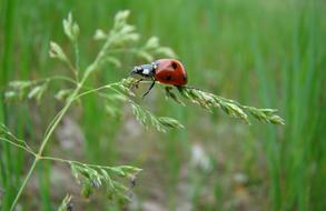 Macro photo of Summer Insect