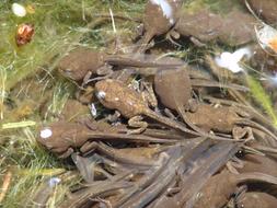 many tadpoles in close-up