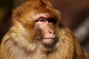 Barbary Ape close-up on blurred background