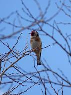 Goldfinch Cadernera Branches at wildlife