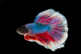 beautifully colored fish