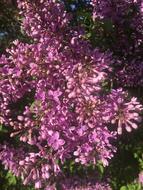 beautiful pink bush flowers