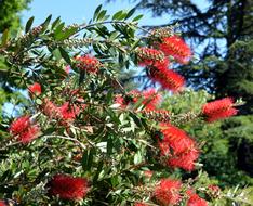 red flowers on the bush