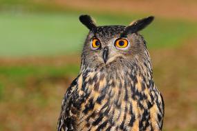 Bird Of European Eagle Owl