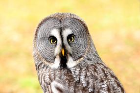 portrait of Lapland Owl Bird Of Prey