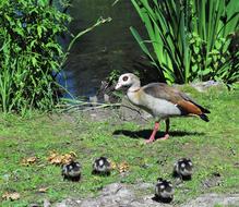 a mama duck and her babies