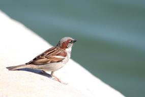 Bird Photo