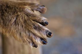 Barbary Ape Hand