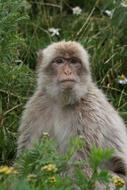 furry monkey in the grass