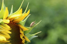 Beetle on Yellow Sunflower