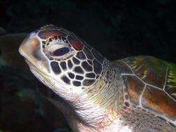 sea turtle head, close-up