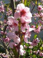 bouquet of flowers is beautiful