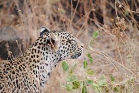 leopard in the dry grass