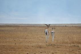 two antelopes in a wild field