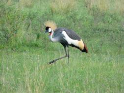 Crested Crane in Uganda