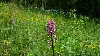 a one-legged flower in the grass