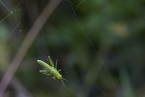 green insect on a spider web in the forest