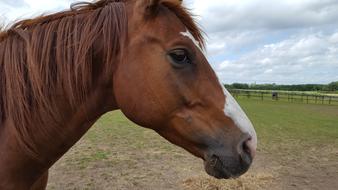 a brown horse with a big head